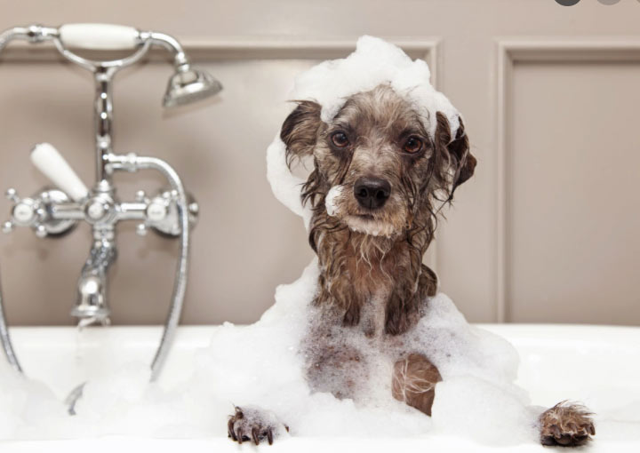 How often should I give my dog a bath?