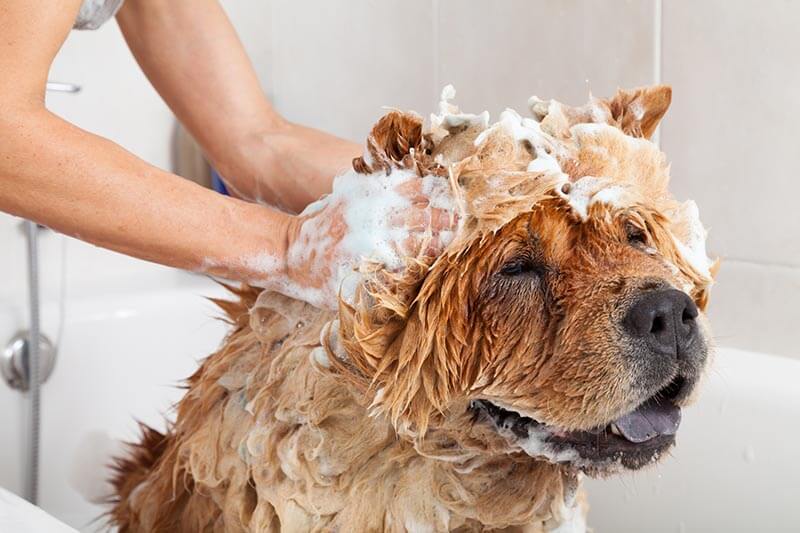 How often should I bath my dog?