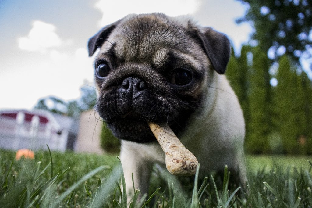 Why does my dog bury his bone?