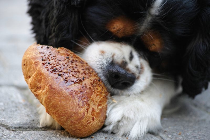 How Often Should You Feed Your Dog And How Much?