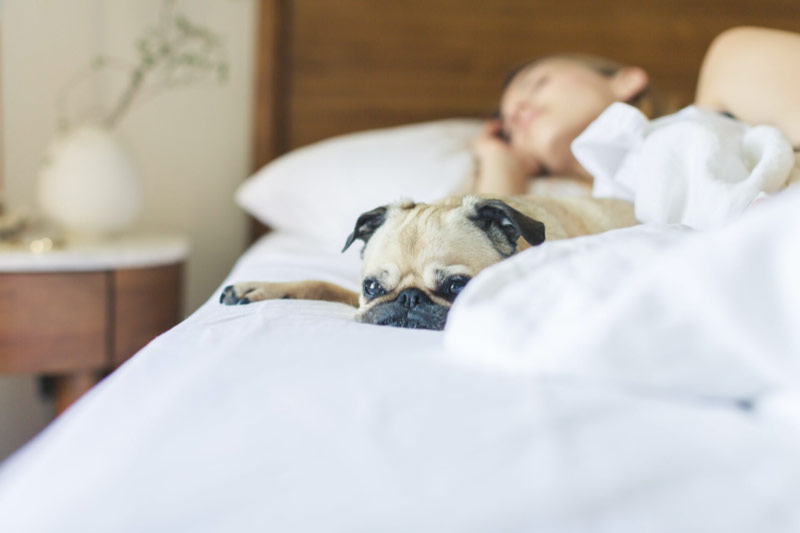 Should You Sleep with your Dog?