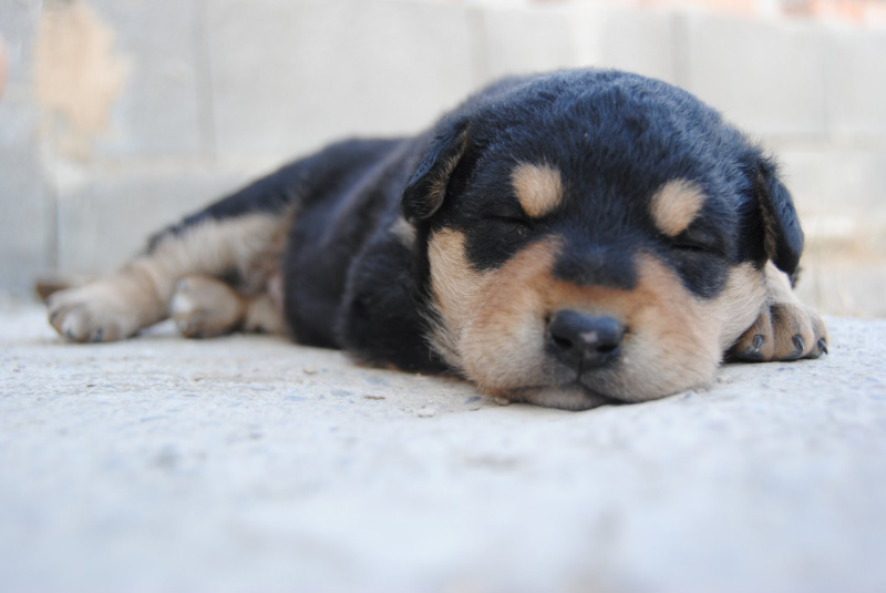 How Much Sleep Should My Puppy Get?