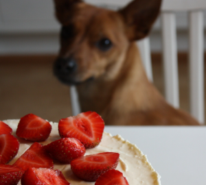 dog-friendly cake recipes