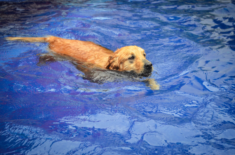 Which dog breeds love the water?