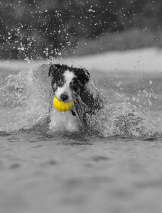 Which dog breeds love the water? SitStayRunPlay