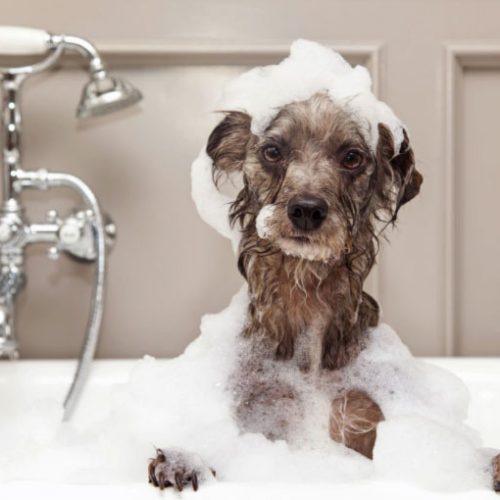 How often should I give my dog a bath?