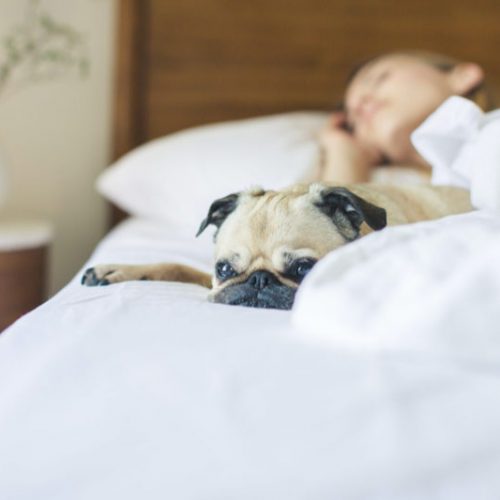 Should You Sleep with your Dog?