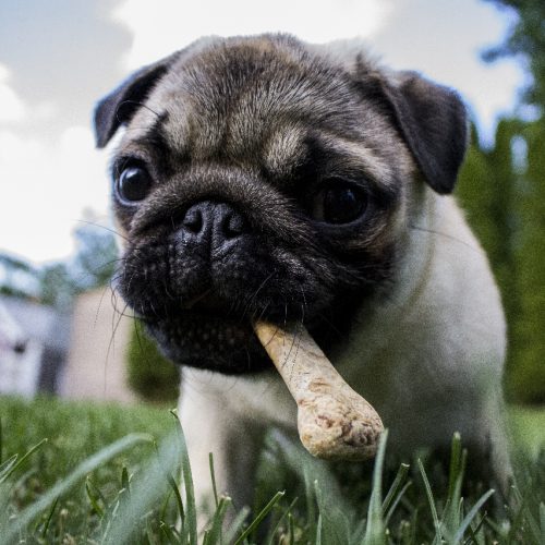 Why does my dog bury his bone?
