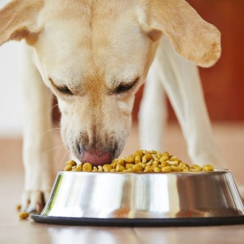 How Often Should You Feed Your Dog And How Much?