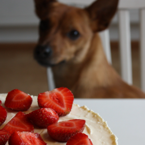 dog-friendly cake recipes