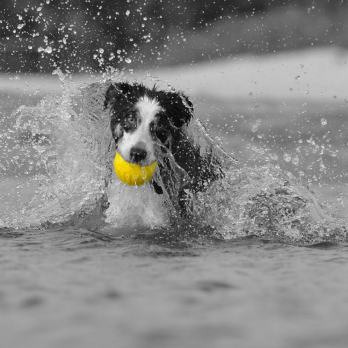 Which dog breeds love the water? SitStayRunPlay